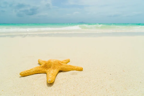 Estrella de mar en la playa en un día soleado —  Fotos de Stock