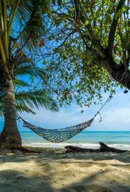 tropikal palmiye ağaçları ve hamak