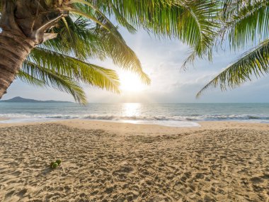 Güzel tropikal plaj