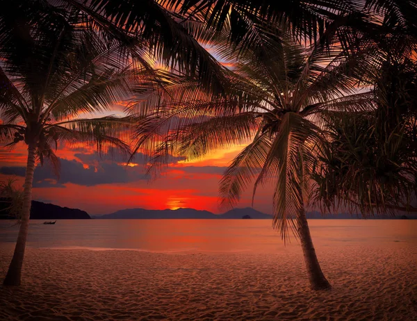 Sunset Beach con palme e bel cielo . — Foto Stock