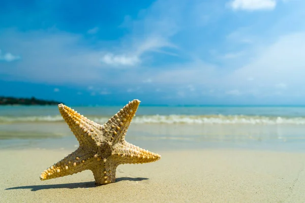 Tengeri csillag, egy napsütéses napon a strandon — Stock Fotó