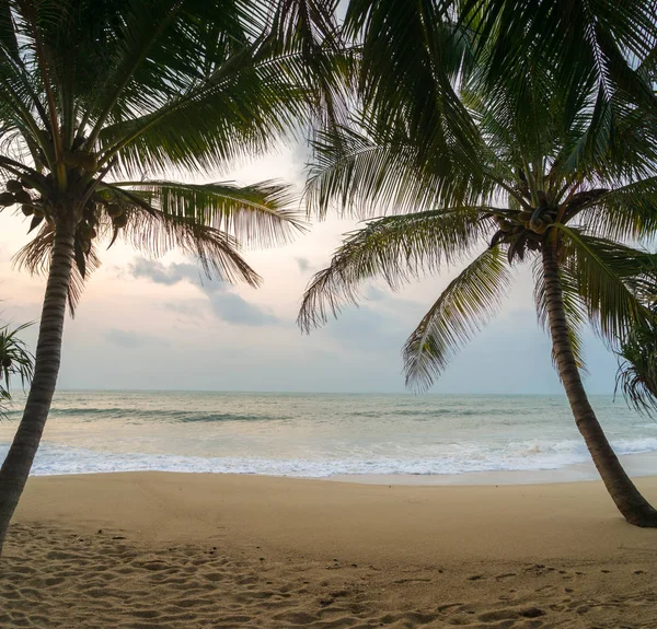 Sunset Beach palmiye ağaçları ve güzel gökyüzü ile. 