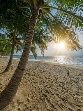 Güzel tropikal plaj