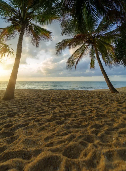 Sunset Beach palmiye ağaçları ve güzel gökyüzü ile. — Stok fotoğraf