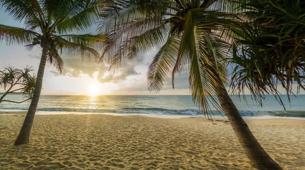 Sunset Beach palmiye ağaçları ve güzel gökyüzü ile. 
