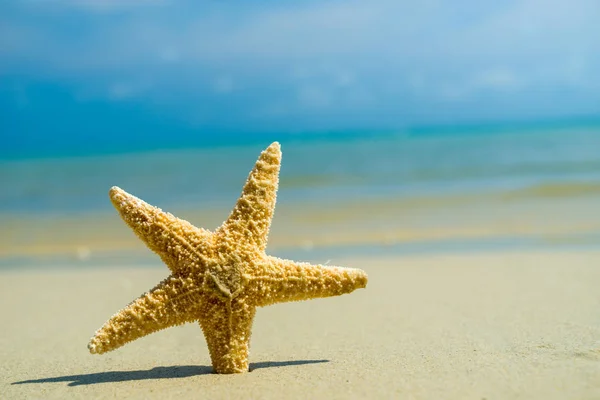 Estrella de mar en la playa en un día soleado — Foto de Stock