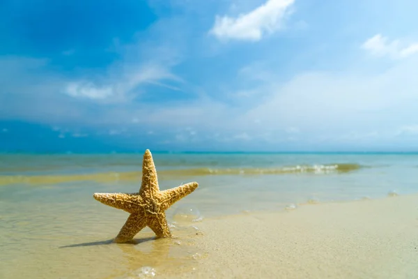 Морська зірка на березі моря на сонячний день — стокове фото
