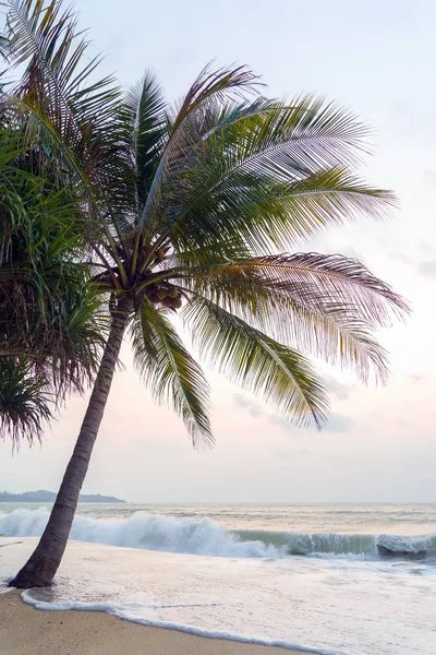 Sunset Beach con palmeras y hermoso cielo . —  Fotos de Stock