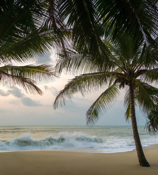 Sunset Beach met palmbomen en mooie hemel. — Stockfoto