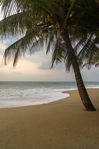 Sunset Beach palmiye ağaçları ve güzel gökyüzü ile. 