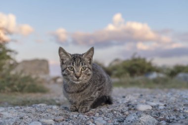 Kediler Rodos Yunanistan