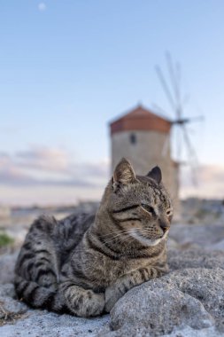 Kediler Rodos Yunanistan