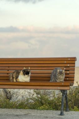 Kediler Rodos Yunanistan