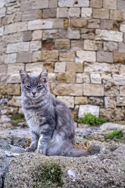 ロードス島ギリシャの猫 — ストック写真