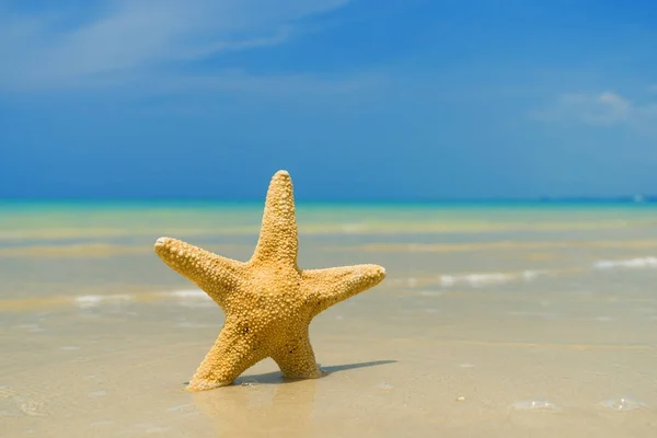 Tengeri csillag a strandon — Stock Fotó