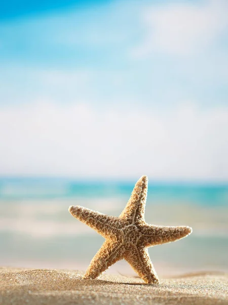 Estrela do mar na praia — Fotografia de Stock