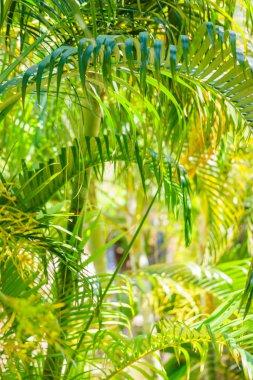 Bambu ormanı, yeşil doğa arka plan sığ Dof