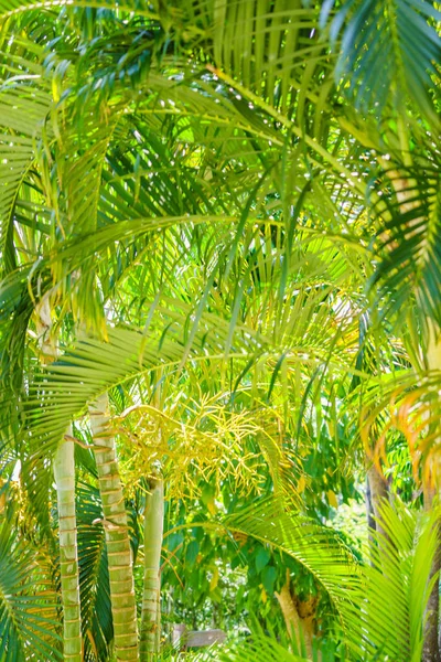 Floresta de bambu, fundo natureza verde Raso DOF — Fotografia de Stock