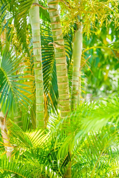 Bambu ormanı, yeşil doğa arka plan sığ Dof — Stok fotoğraf