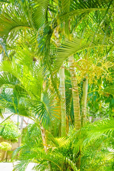 Bosque Bambú Fondo Naturaleza Verde — Foto de Stock