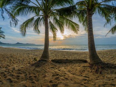 Karayip Adası'nın egzotik sahne.