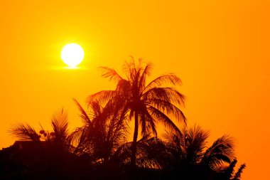 Sunset Beach palm ağaçlar ve gökyüzü manzara. 