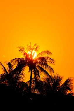 Sunset Beach palm ağaçlar ve gökyüzü manzara. 