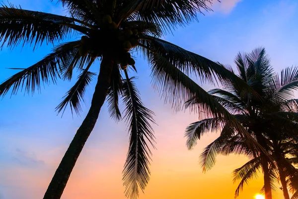 Sunset Beach met palmbomen en hemel landschap. — Stockfoto