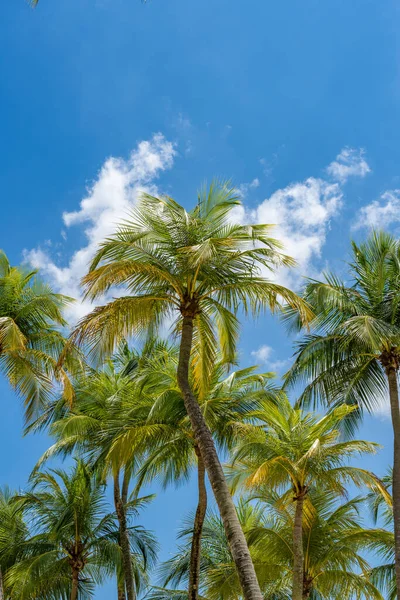 Coconut Trees Tropical Beach — Stock Photo, Image