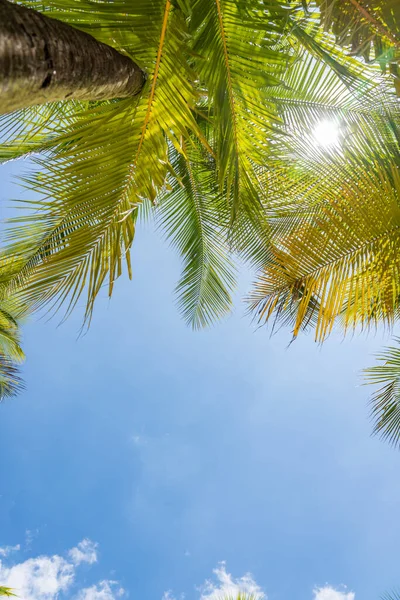 Coconut Trees Tropical Beach — Stock Photo, Image