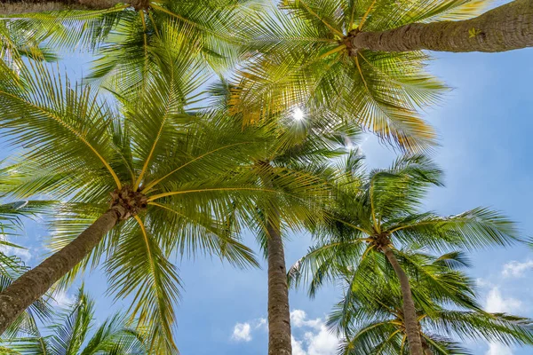 Kokospalmen Tropischen Strand — Stockfoto