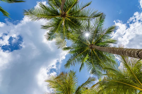Kokosové Stromy Tropické Pláži — Stock fotografie