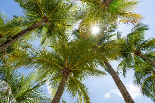 Kokosbomen Aan Het Tropische Strand — Stockfoto