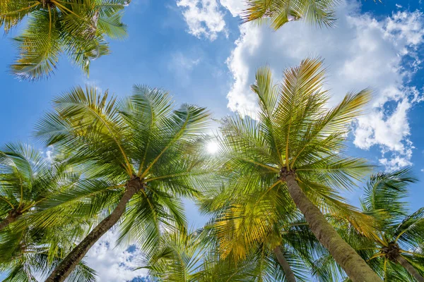 Coconut Trees Tropical Beach — Stock Photo, Image