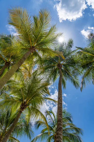 Coconut Trees Tropical Beach — Stock Photo, Image