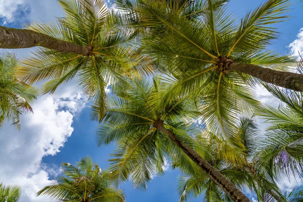 Coconut Trees Tropical Beach — Stock Photo, Image