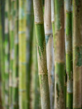 Genç Bambu ağacı, yakından bak.