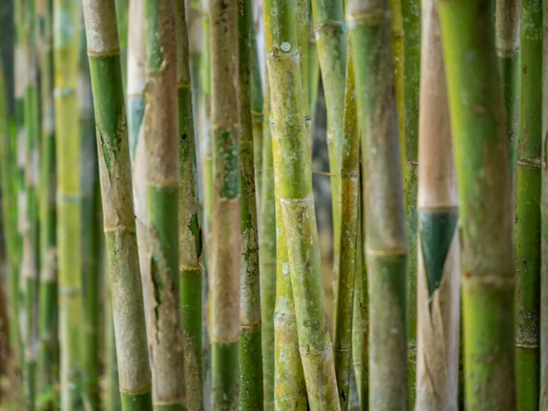 Young Bamboo Tree Close — Stock Photo, Image
