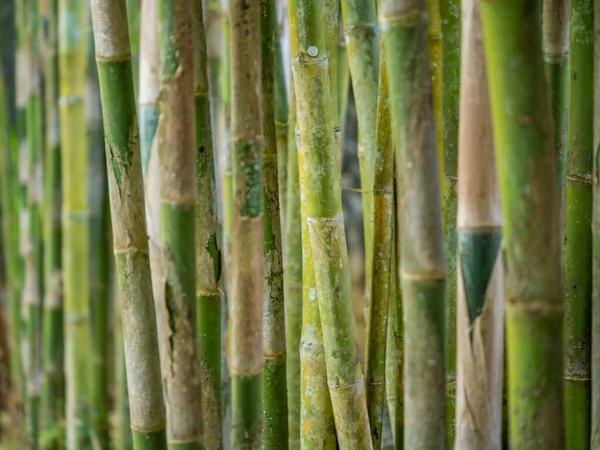 Unga Bambu Träd Närbild — Stockfoto