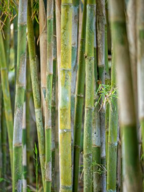 Genç Bambu ağacı, yakından bak.