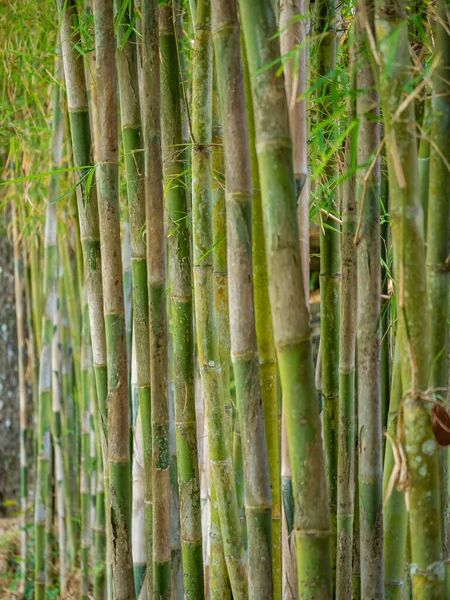 Jonge Bamboe Boom Close — Stockfoto