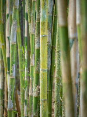 Genç Bambu ağacı, yakından bak.