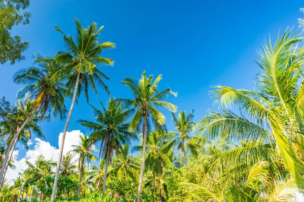 熱帯のビーチでココナッツの木 — ストック写真