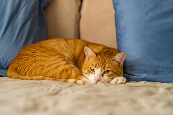 Ginger House Cat Close — Stock Photo, Image