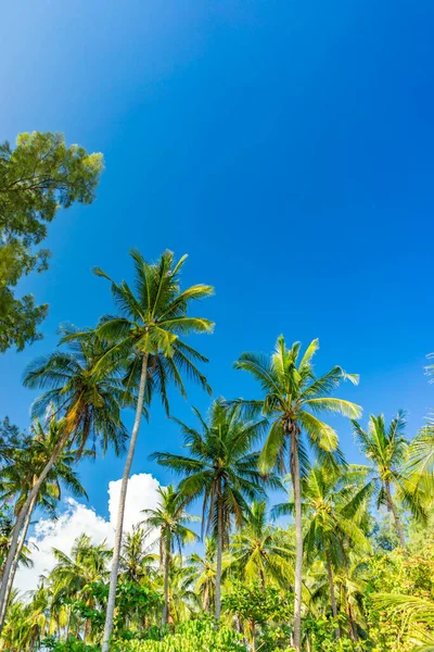 Coqueiros Praia Tropical — Fotografia de Stock