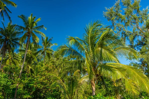 Kokosbomen Aan Het Tropische Strand — Stockfoto