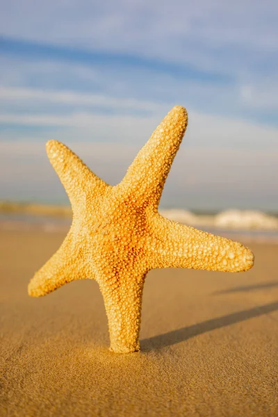 Морские Звезды Тропическом Пляже — стоковое фото