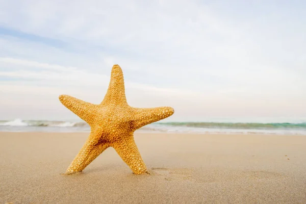 Estrella Mar Playa Tropical — Foto de Stock