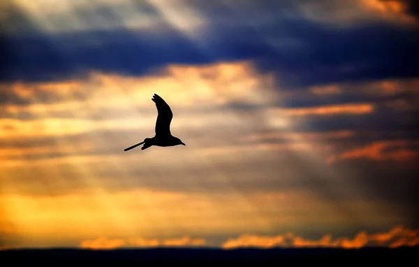 美丽的天空，阳光射线与海鸥 — 图库照片