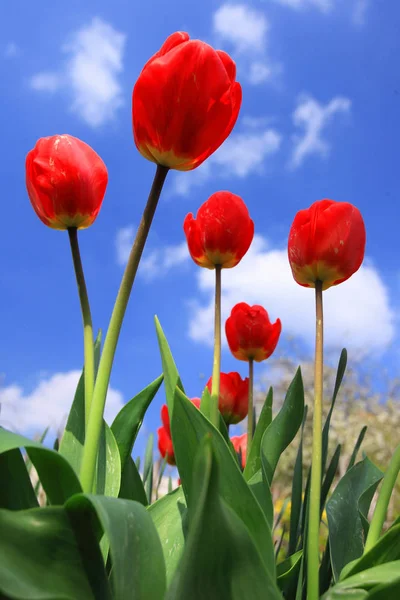 Tulipe rouge avec ciel bleu — Photo